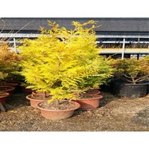 황금편백 황금화백 키40cm포트~ 트리팜원예 황금상록수, 키70-75cm화분