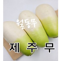 무 제주 월동무 5kg 3개~4개 발품장터