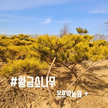 황금소나무