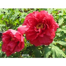 목단/모란(적색계/조일항)/개화주/묘목/dd0374
