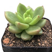 사과꽃-에케베리아/두툼한잎/로제트/다육식물, 1개