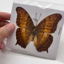 곤충모형 곤충피규어 곤충세트29 종류 진짜 나비 표본 곤충 인형 생산 매력 홈 인테리어 액세서리 거실 컬, 10 10