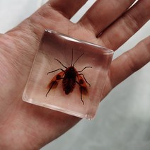 피규어사이트 소형 동물 장식품 실제 곤충 수지 표본 나비 해양 생물학 교육인지 도구 홈 인테리어 액세서, 03 003