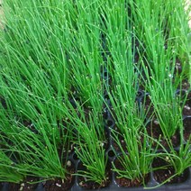 (원진약초농원) 부추모종 50주(105구 반판)