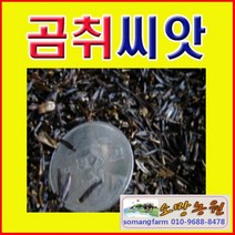 WC(소망)곰취씨앗(50ml 약3500립)/곰취종자씨앗판매