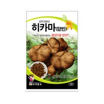 히카마(얌빈) 씨앗 채소 히카마종자(50립) MK106