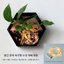 수경 화분 인테리어 수생 식물 천연 가습기 다육, E