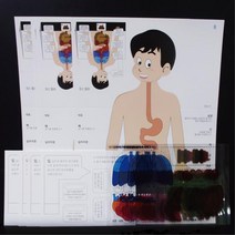 초등과학 인체역할설명 장기맞추기 5인 세트 학습교구 유치원 퍼즐 모양판 실습 DIY