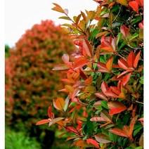 광일농원 홍가시나무 2년생 포트 5개