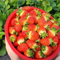 프리미엄 당일수확 설향딸기 산청딸기 왕딸기 특딸기 딸기선물세트 산지직송 750g 850g(우체국안전배송), 옵션 5. 특(30구)  +특(30구)