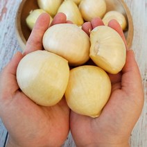 전남 강진 코끼리마늘 대왕 웅녀마늘 1kg 식용 종자용 햇마늘 무농약, 코끼리마늘 대 사이즈 1kg