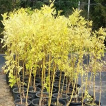 황금회화나무/접목1년(3주묶음)/묘목/h0984, 1개