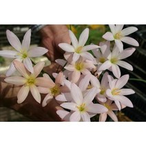[명일원] 제피란서스 썬셋 1포트(12cm), 1개