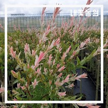 플라밍고 샐릭스 장포트 2주 묶음 키 약 60cm (2월 모습)