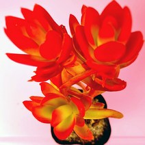 화제 키우기 쉬운 실내 거실 다육 식물 화분 랜덤발송1-30, 단품