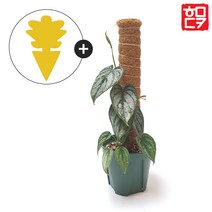 수태봉 9종/홈가드닝 화분 묘목 식물 지지대 코코봉 몬스테라, 플라스틱 4.5 x 60cm+끈끈이트랩 1장
