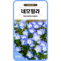네모필라 씨앗 네모필라종자 30립 꽃씨 종자 월동, 단품