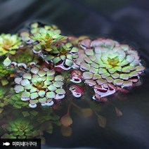 루드위지아 세디올데스 2줄기 부상수초 수생식물, 없음