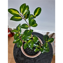 무늬동백(해남복륜)삽목