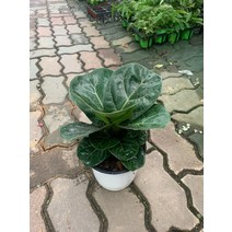올플랜츠 6500 풍성한 떡갈잎고무나무 중품 30~50cm