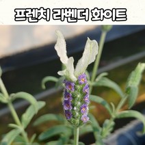 프렌치 라벤더 화이트(15cm 화분) 중품 흰색 라벤더 모종, 1개