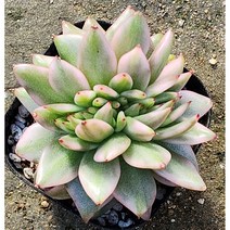 다육king 엘크혼금 (단일상품) 다육식물 선인장 (단일상품)