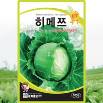 히메쯔 양배추 씨앗 양배추 씨 종자 100립, 단품