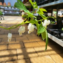 봄바람가든 금낭화 알바 꼼꼼한포장