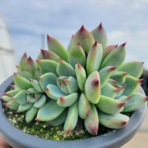 [신화다육농장] 금의씨를 품은 두수 많은 이쁜 치와와무지금