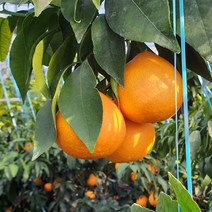 제주직송! 농장에서바로 만감류 천혜향, 5kg (선물용 중-대과)