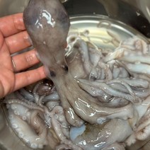 선도 좋은 활급냉 낙지 1kg(6미내외), 1개
