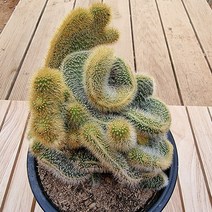 러브코리아 복실복실 밍크선인장느낌 여우꼬리철화 다육식물 1-150랜덤, 단품, 1개