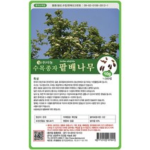 팥배나무씨앗 10g, 없음