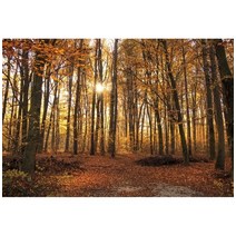 가을 분위기 소품 장식 인테리어 단풍나무 숲 사진 배경 자연 풍경 떨어지는 나뭇잎 창 강 스튜디오, 157.Vinyl 220x150cm - NKY04151