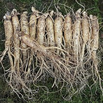 금산수삼시장 인삼꿀절임용 원수삼 중 750g, 1개