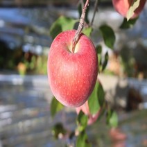 국산 공이농산 꿀 사과 부사 후브락스 충주농장직배송 5kg