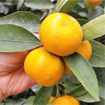 [제주감귤농장 직송] 제주 감귤 10kg 명절선물, 맛있는 감귤 로얄 10kg, 1개