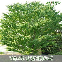착한가격나무생각 계수나무 실생2년 뿌리묘 20주묶음, 주