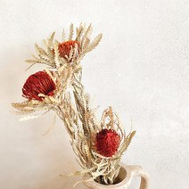 방크시아 방크샤 포모사 꽃 팜파스 드라이플라워 프리저브드 가을 인테리어 장식, 레드