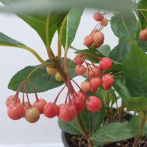 천냥금(랜덤)
