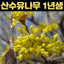 산수유나무 1년 특묘 5개세트 나무묘목 조경수