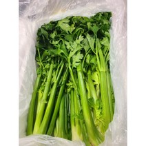 국내산 샐러리 5Kg/3kg/2kg Celery 녹즙용 주스용 쥬스용 요리용 싱싱한 셀러리 celery 대용량 녹즙재료 생샐러리 통샐러리 5k, 2kg, 1개