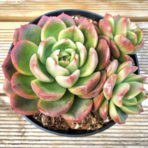 (숙이네다육이야기)854-라즈아가군생 청정 남해 화분과 함께 배송