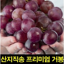입장거봉포도 거봉 거봉포도1KG 고씨네 거봉아이스크림 영천거봉 입장거봉 특급 안성거봉 씨없는거봉, 거봉 1kg