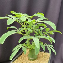 [메카다육]28-1109 아데니아 글라우카(아프리카식물) 화분포함 다육식물 선인장 다육금 다육철화 두들레야 코노피튬 하월시아 수입다육이 국민이