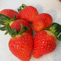 유기농 러브팜 친환경 무농약 냉동특품딸기4kg, 1개, 5kg(1kx5팩)
