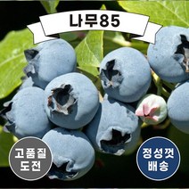 (나무85) 블루베리나무 9종시리즈, 3. 오닐 7치, 1개