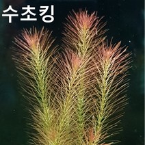 초보수초 로타라sp. 10촉+5촉
