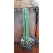 팅커벨 귀면각(화분포함70cm)
