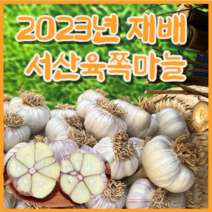 [6쪽마늘] 23년 재배 서산육쪽 햇마늘 한지형 저장용 밭마늘 산지직송 통마늘, 중대, 1kg